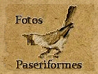 fotos paseriformes